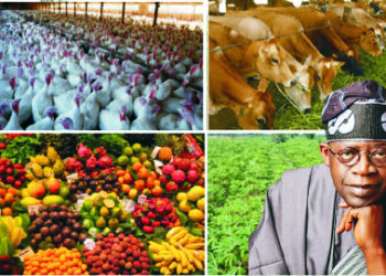 Nigeria’s agricultural development: The journey so far