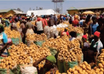 Bumper Irish Potato harvest crashes prices, raises farmers’ concerns