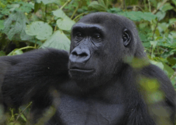 Wild Africa urges protection of Nigeria’s remaining 100 Cross River Gorillas