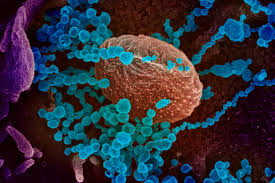 Scientists in Australia reveal how tiny viruses cause massive damage